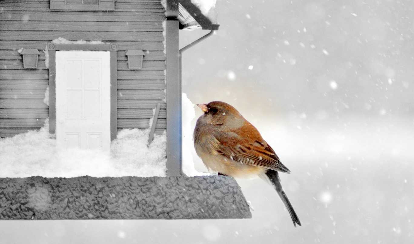 Zimowe dokarmianie ptaków – czy i jak to robić?